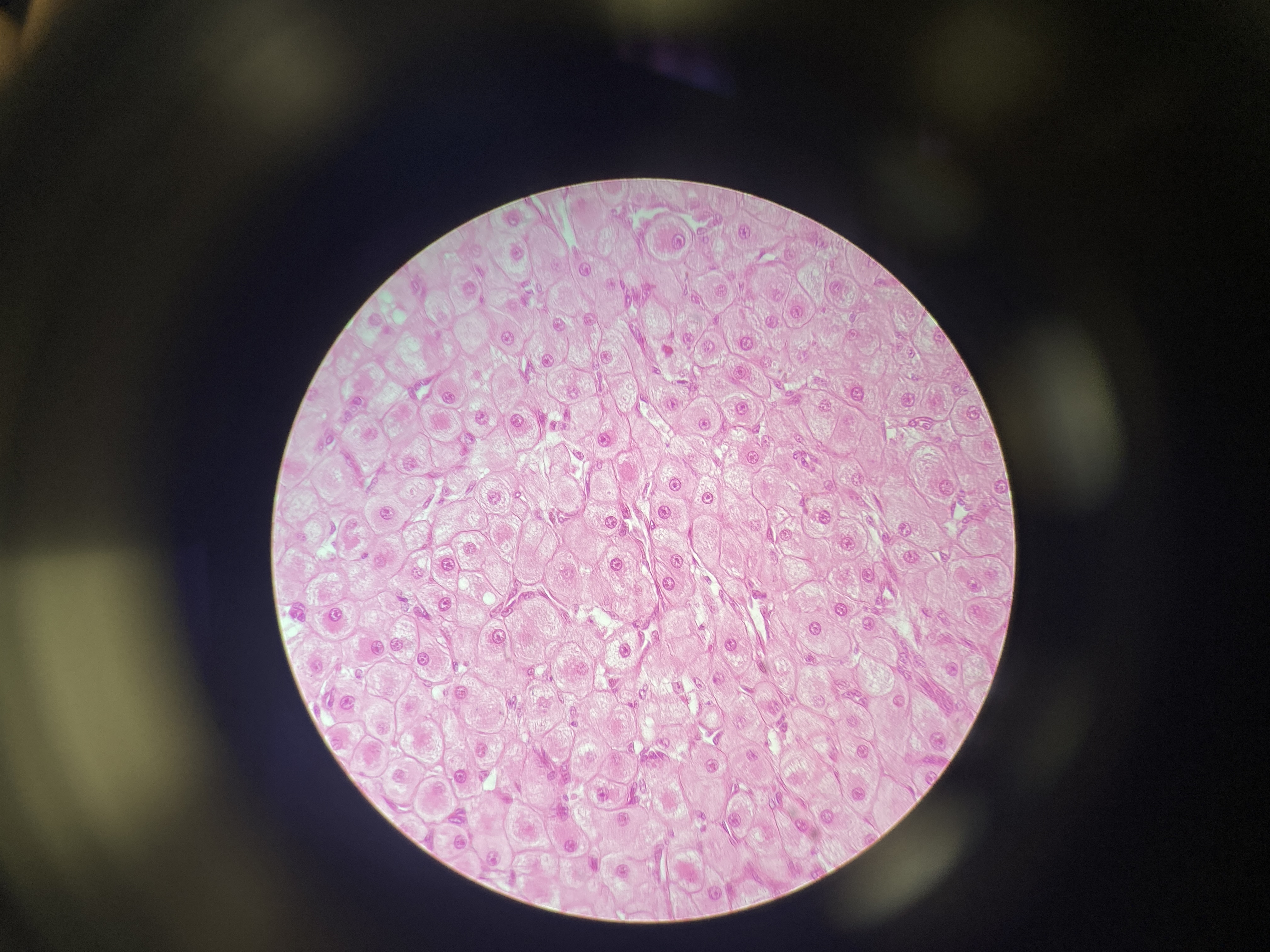 What cell is this?