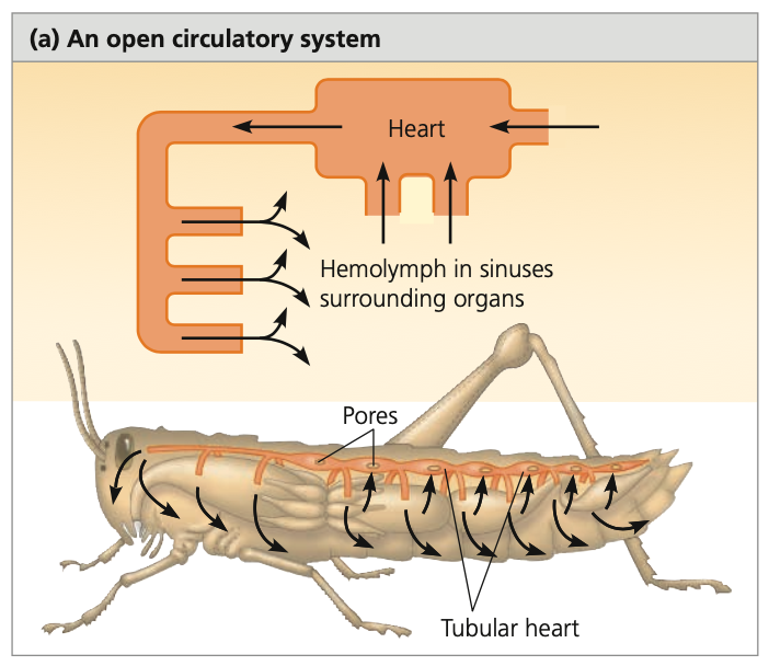 <p><strong>Open Circulatory System</strong></p><ul><li><p>Circulatory fluid = interstitial fluid = ______</p></li><li><p>____ (ex. grasshoppers) and ______</p></li><li><p>Larger crustaceans (ex. Lobsters and crabs)</p><ul><li><p>Have more extensive system of vessels and accessory _____</p></li></ul></li><li><p>Circulation:</p><ul><li><p>Heart contracts to pump hemolymph through vessels into interconnected _____ spaces surrounding organs)</p></li><li><p>Inside the sinuses, hemolymph and body cells exchange materials</p></li><li><p>Heart relaxes to draw back hemolymph through ____</p><ul><li><p>Pores have valves that close during contraction</p></li></ul></li><li><p>Body movements squeeze sinuses to assist in circulation</p></li></ul></li><li><p>Advantages:</p><ul><li><p>_____ hydrostatic pressure = less energy needed for the system</p></li><li><p>n spiders, they use the hydrostatic pressure to extend their legs</p></li></ul></li></ul>