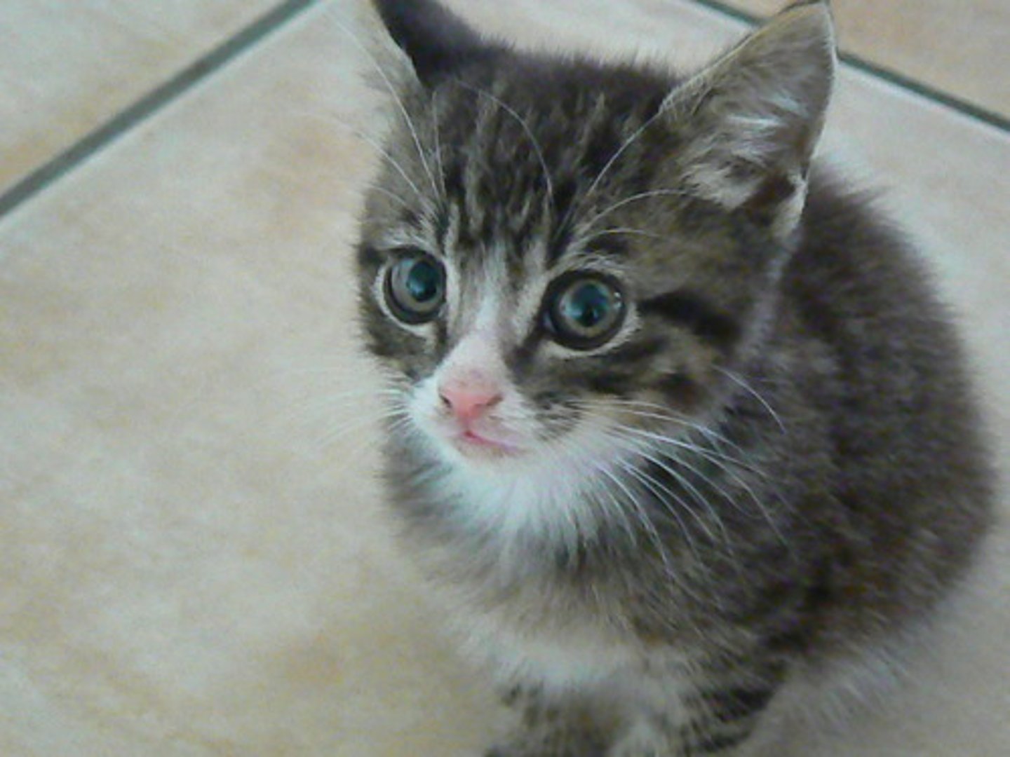<p>ねこ</p>