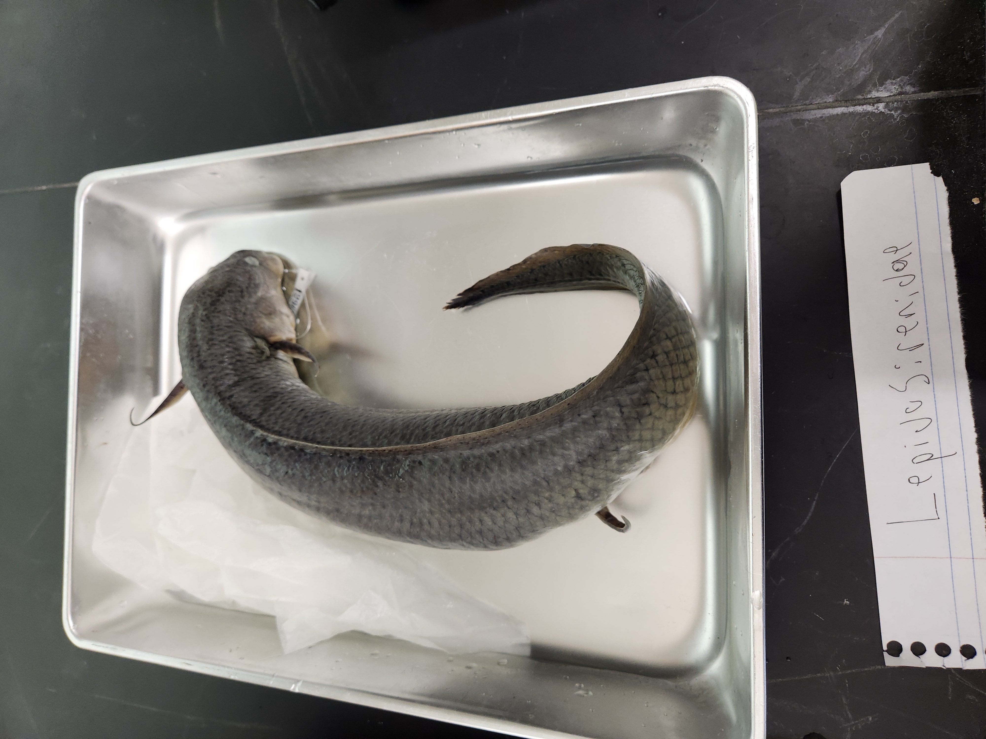 <p>african lungfishes</p>