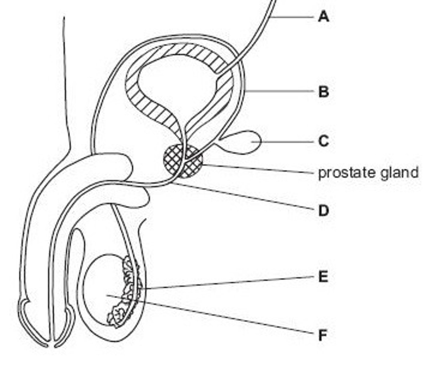 <p>Name structure A</p>