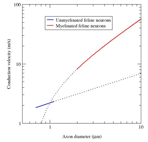 By acting as an electrical insulator, myelin greatly speeds up action potential conduction. For example, whereas unmyelinated axon conduction speed range from about 0.5 to 10 m/s, myelinated axons can conduct at speeds up to 150 m/s.