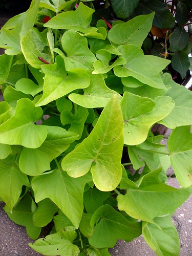 <p>Ornamental Sweet Potato [Convolvulaceae]</p>