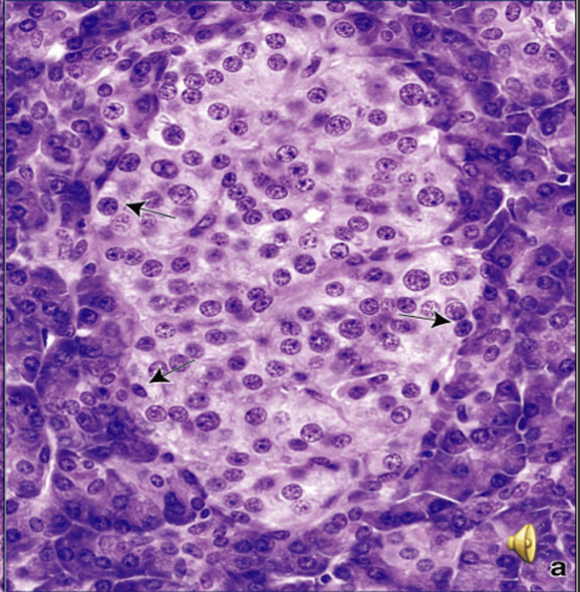 <p>islets of langerhan</p>