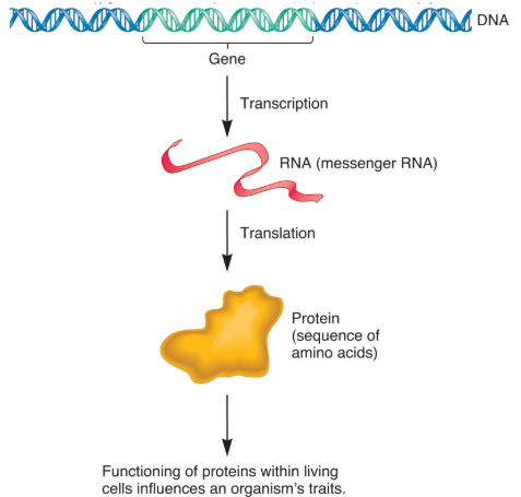 <ul><li><p>Central dogma of molecular biology. </p><ul><li><p>DNA → RNA → Protein.</p></li></ul></li></ul><p></p>