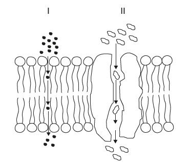 <p>What is happening in I and II?</p>