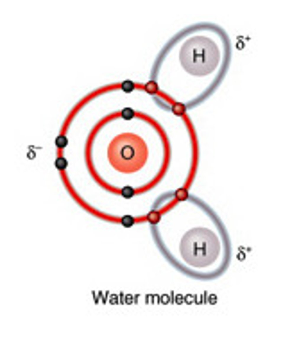 <p>The nucleus of the oxygen atom of a water molecules has more pull on the shared electrons than the hydrogen atom. As a result, it has a bigger electron cloud surrounding it. Because electrons have a negative charge and there are MORE ELECTRONS around the oxygen nucleus, there is a slight negative charge (ઠ-) on this nucleus. Because there are LESS ELECTRONS around the hydrogen atom's nucleus, there is a slight positive charge (ઠ+) on this nucleus</p>