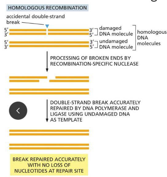 <p><span> repairs double stranded DNA breaks&nbsp;</span></p><ul><li><p class="Paragraph SCXW196876121 BCX0" style="text-align: left"><span>A more accurate mechanism (than NHEJ)&nbsp;</span></p></li></ul><ul><li><p class="Paragraph SCXW196876121 BCX0" style="text-align: left"><span>Occurs only AFTER replication (S and G2 phase) has occurred, when there is a nearby duplex daughter DNA to serve as the template&nbsp;</span></p></li></ul><p class="Paragraph SCXW196876121 BCX0" style="text-align: left"><span>Negative side effects =&nbsp;</span></p><ul><li><p class="Paragraph SCXW196876121 BCX0" style="text-align: left"><span>Loss of heterozygosity&nbsp;</span></p></li></ul><ul><li><p class="Paragraph SCXW196876121 BCX0" style="text-align: left"><span>Possession of these proteins is often controlled by other proteins like BRAC1/2&nbsp;&nbsp;</span></p><ul><li><p class="Paragraph SCXW196876121 BCX0" style="text-align: left"><span>These alterations can cause cancers&nbsp;</span></p></li></ul></li></ul><p></p>