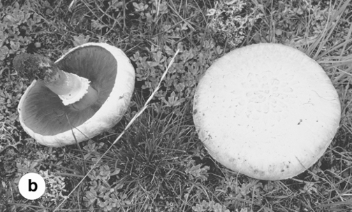 <p><span><strong><em><span>Basidiomycota</span></em></strong></span></p>