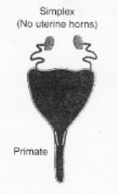 <p>types of uteri</p><p>simplex</p>
