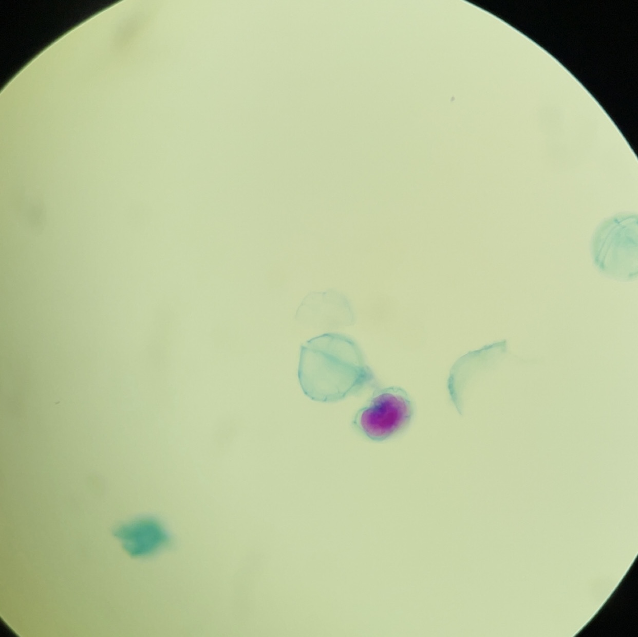 <p>Identify name, kingdom, domain, phylum, unicellular/multicellular</p>