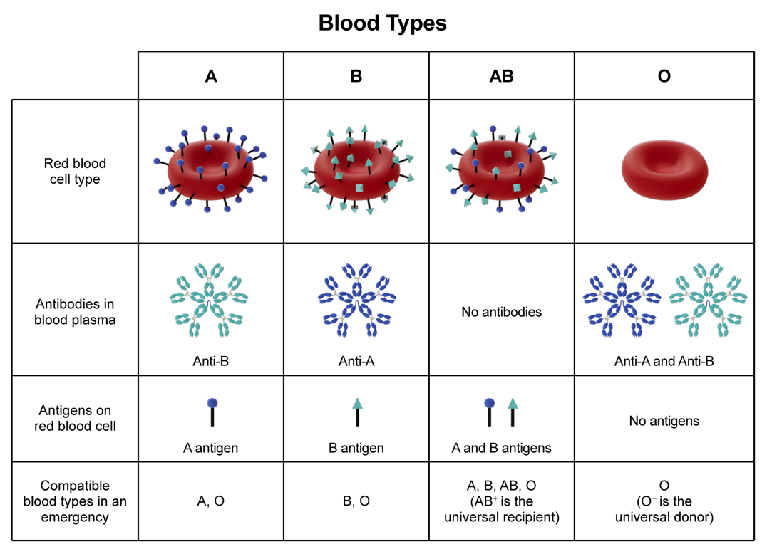 <p><strong>D. The immune system does not respond</strong> | the immune system attacks foreign blood antigens; blood type AB- would only produce antibodies against (+) blood transfusions</p><p>—</p><p>An individual with AB blood type crosses both A and B antigens on their erythrocytes (red blood cells), allowing them to receive transfusions of A, B, or AB blood types w/o provoking an immune reaction.</p>