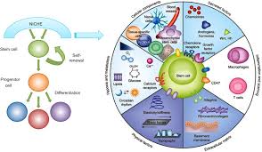 <p>The microenvironment within the organism in which the stem cells exist and receive their instructions</p>