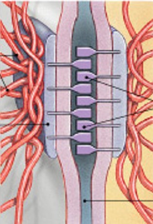 <p>Which type of junction is:</p><ul><li><p>Like a button or spot weld</p></li><li><p>Resists stretching and twisting</p></li><li><p>Cell to cell</p></li></ul><p></p>