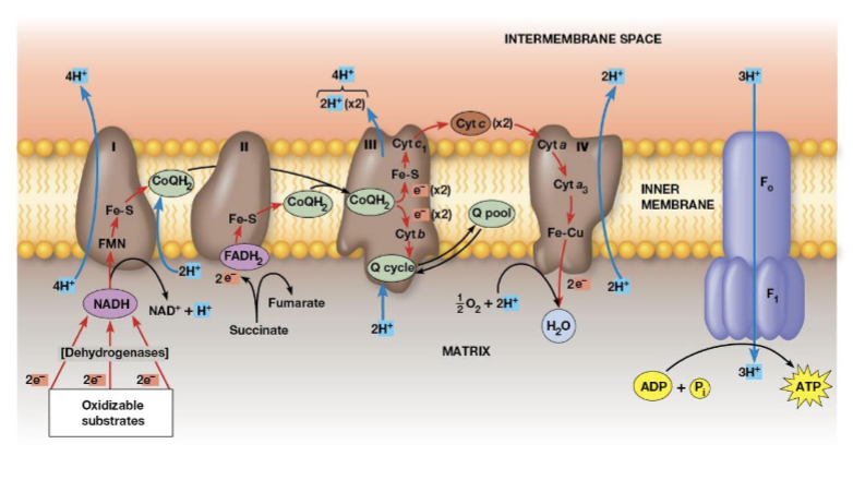 <p>transfers electrons from NADH to CoQ, when 2 electrons are transferred, 4 protons are pumped across the membrane</p>