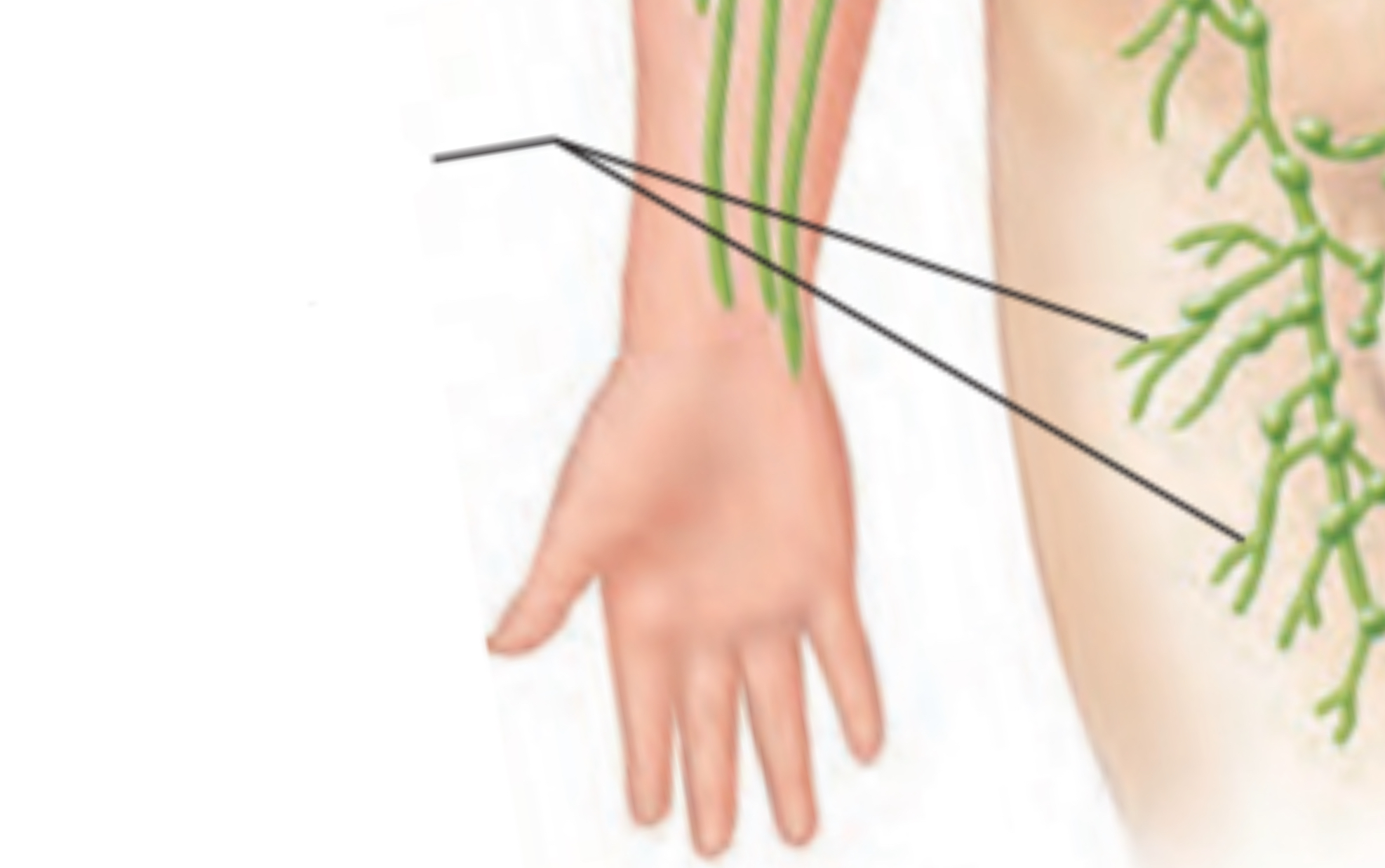 <p>Have flaplike valves → prevent backflow of lymph</p>