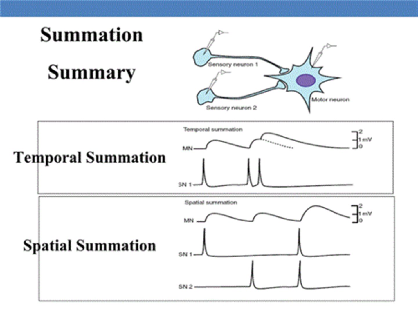 <p>combining EPSPs and IPSPs from a large number of upstream neurons, each firing only once is:</p><p>a-Relative refractory period</p><p>b-Temporal summation</p><p>c-Absolute refractory period</p><p>d-Spatial summation</p>