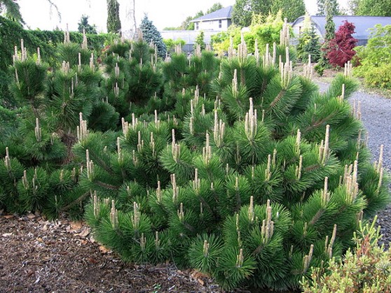 <p>2 needles per, crowded at tip in stiff circle, long expanded fringed buds</p>