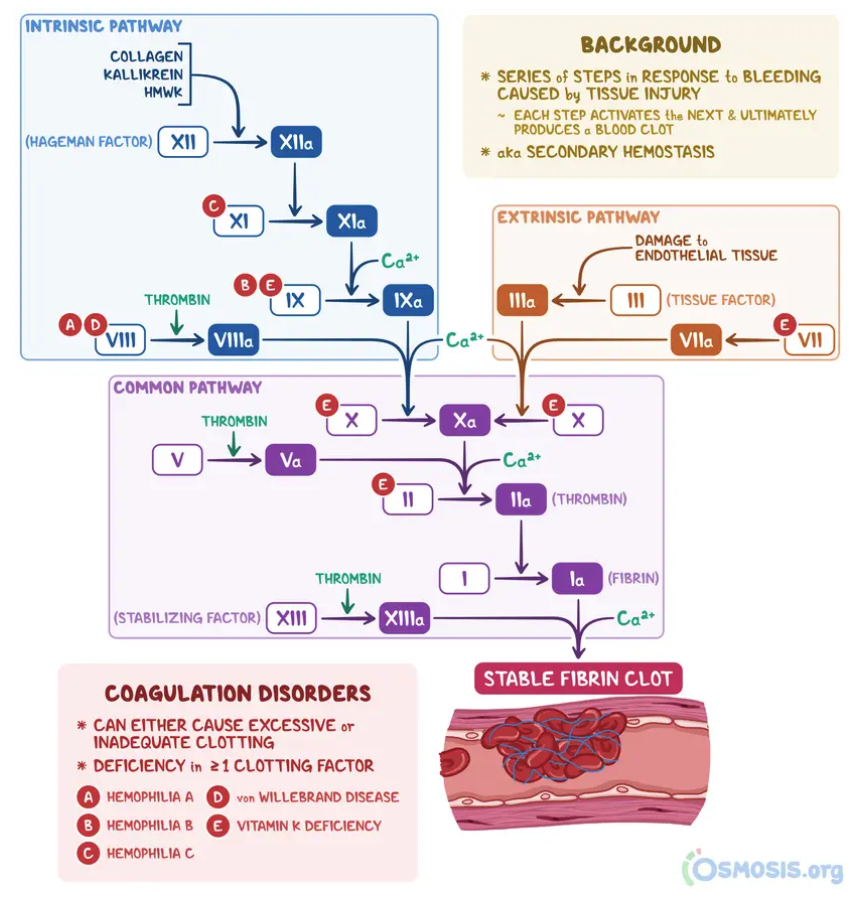 <p>Coagulation Cascade:</p><p></p>