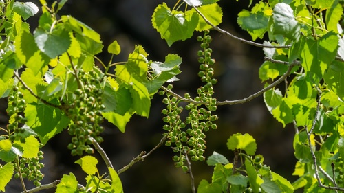 <p><strong>Populus fremontii (Fremont Cottonwood)</strong></p>