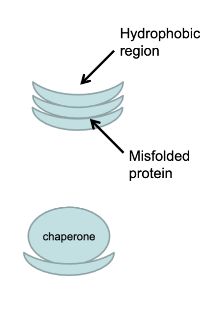 <ul><li><p>Misfolded proteins expose hydrophobic regions which tend to āstickā together</p></li><li><p>Chaperones bind to hydrophobic region to prevent misfolding protein āstickingā together</p></li></ul><p></p>
