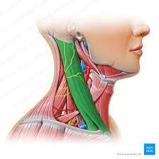 <p>ant neck</p><p>O: med clavicle, sternum sup/lat</p><p>I: Mastoid process, temp bone</p><p>A: if muscles contract, head and neck ipsi lat. ant muscle fibres conralat</p>