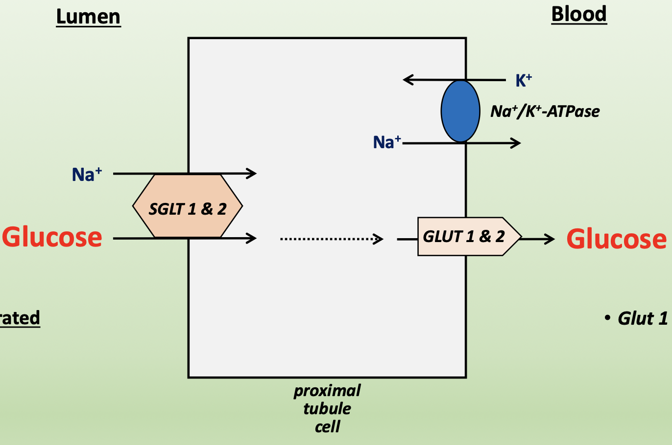<p>glucose is reabsorbed from proximal tubule</p><ul><li><p>SGLT1/2 → glucose co-transporter with Na<sup>+</sup> from lumen into cell (apical)</p><ul><li><p>secondary active transport due to high glucose concentrations in cell</p></li><li><p>can become saturated and rate-limiting</p></li></ul></li><li><p>GLUT1/2 → facilitated diffusion of glucose from cell to blood (basolateral)</p><ul><li><p>Na<sup>+</sup> pumped into blood via Na<sup>+</sup>/K<sup>+</sup>-ATPase</p></li></ul></li></ul><p></p>