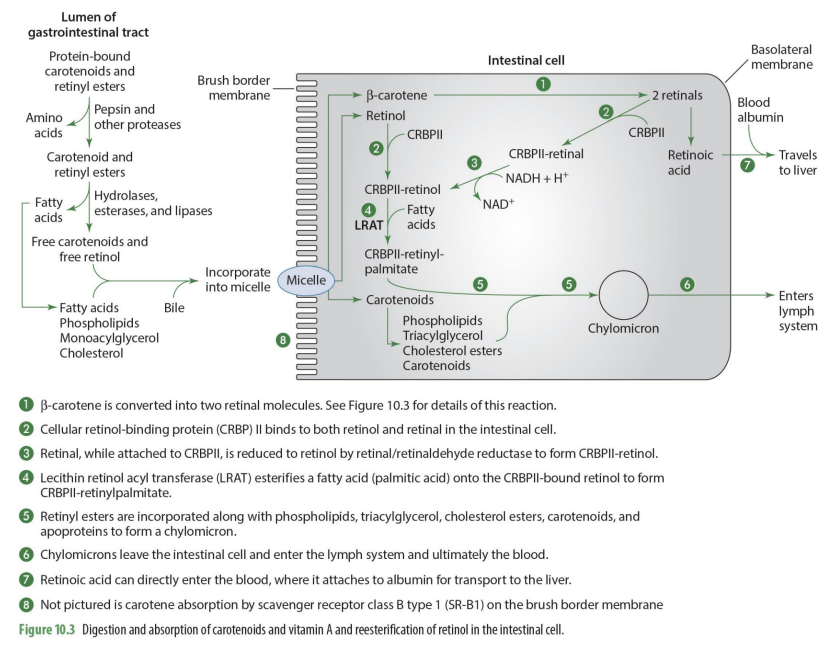 <p><span style="color: red;">via<strong> retinal/retinaldehyde reductase</strong> to form CRBPII-retinol</span></p><p></p><p><span style="color: red;">retinal-CRPBII —> CRBPII-retinol</span></p>
