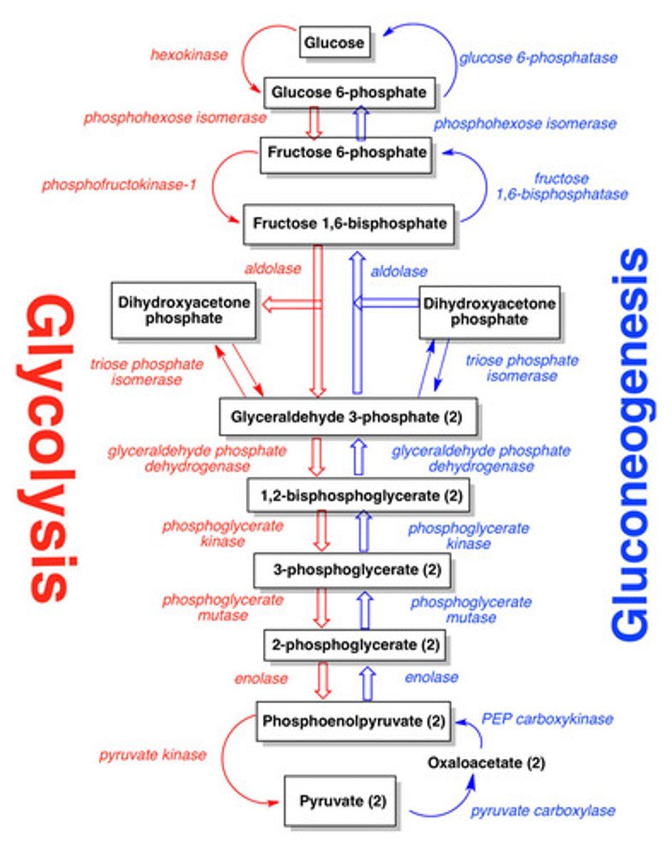 <p>Glycolysis: the breakdown of glucose to pyruvate to yield energy.</p><p>Gluconeogenesis: The combination of small carbon containing compounds to yield glucose.</p><p>Glycogen synthesis and breakdown: the storage and recovery of glucose from glycogen polymer.</p>