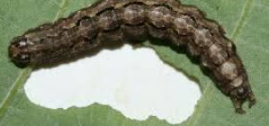 <p>what bug fmaily is this</p>