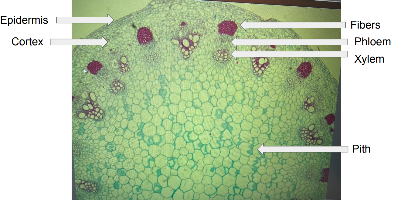 <ul><li><p><u>Epidermis</u> - ouer layer</p></li><li><p><u>Cortex </u>- ground tissue between epidermis and vascular bundles</p></li><li><p><u>Fibers</u></p></li><li><p><u>Phloem</u></p></li><li><p><u>Xylem</u></p></li><li><p><u>Pith</u> - ground itssue on the inside of the stem</p></li></ul><p></p>