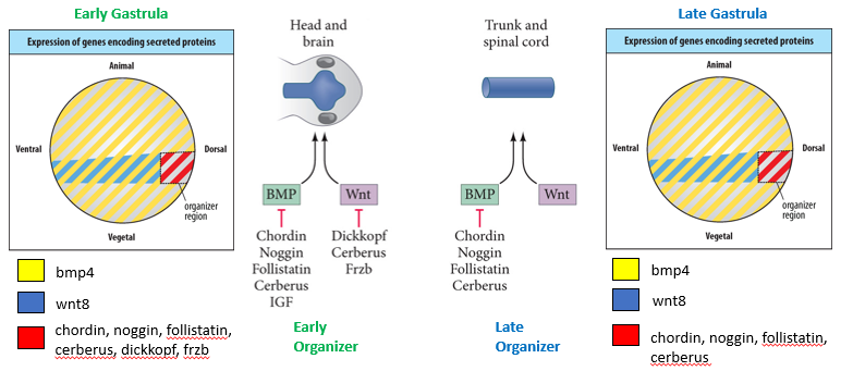 <p><strong>Early Gastrula Organizer:</strong></p><ul><li><p>Expresses <strong>Wnt Antagonists</strong> (e.g., Dickkopf, Cerberus, Frzb) AND <strong>BMP Antagonists</strong> (e.g., Chordin, Noggin, Follistatin, Cerberus, IGF).</p></li><li><p>This <strong><u>dual inhibition</u></strong> (low Wnt, low BMP) promotes the formation of anterior structures like the head and brain. </p></li></ul><p><strong>Mid- and Late Gastrula Organizer:</strong></p><ul><li><p>Expresses <strong>only BMP Antagonists</strong> (e.g., Chordin, Noggin, Follistatin, Cerberus). Since expression of Wnt antagonists ceases.</p></li><li><p>This condition (high Wnt, low BMP) promotes the formation of posterior structures like the trunk and spinal cord. </p></li></ul><p></p><p>Anterior: no Wnt, no BMP</p><p>Posterior: high Wnt, no BMP</p><p>Dorsal: no BMP</p><p>Ventral: high BMP</p><p></p><p><strong>Key Takeaway:</strong> The timing and specific types of secreted antagonists expressed by the Organizer tissue are crucial for patterning the anterior-posterior (head to tail) axis of the embryo.</p>