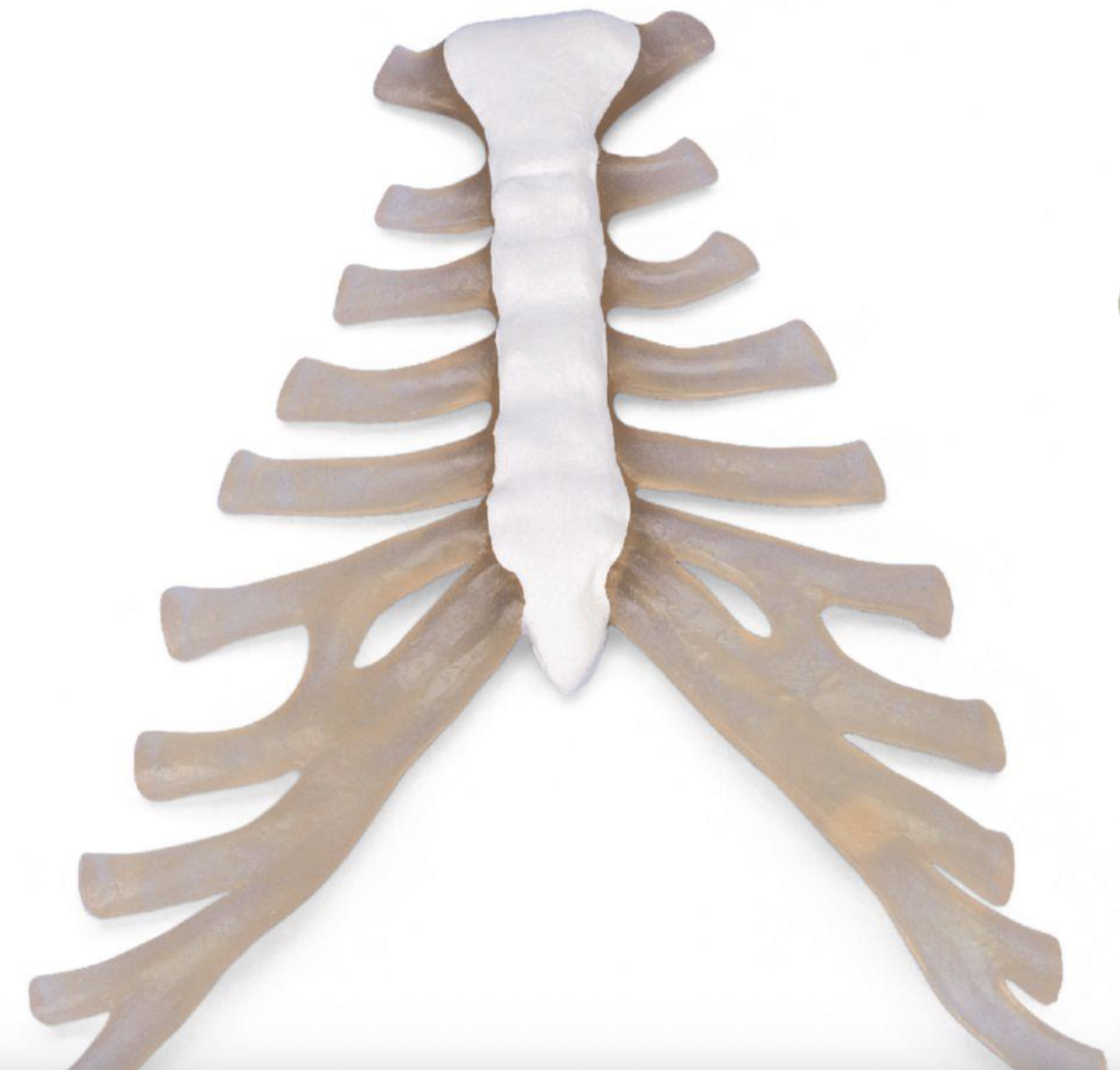 <p>Which Bone Is This?</p>