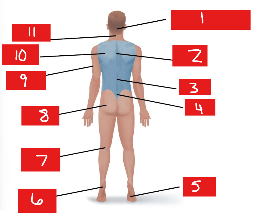 <p>9</p>