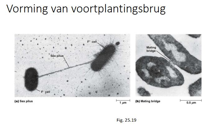 <p>obv expressie van bepaalde receptoren in de celwand / -membraan (afhankelijk over welke bacterie het gaat) → F+ cel moet F- cel kunnen herkennen</p>
