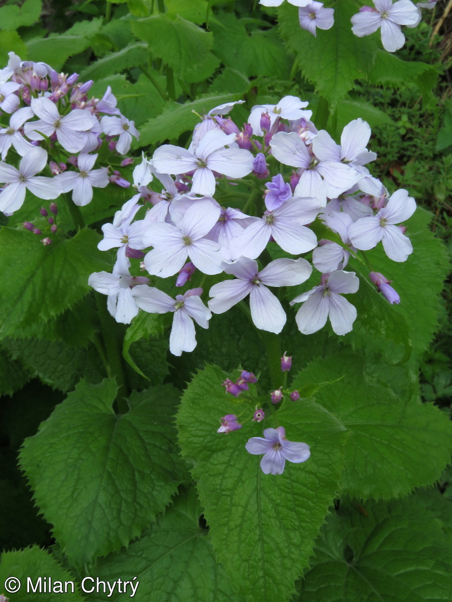 <p><em>Brassicaceae -</em> brukvovité</p><p><em>Lunaria rediviva -</em> měsíčnice vytrvalá</p>