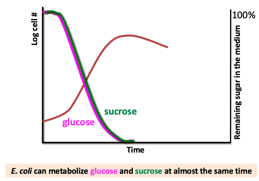 <p>no. can be monophasic such as w glucose + sucrose</p>