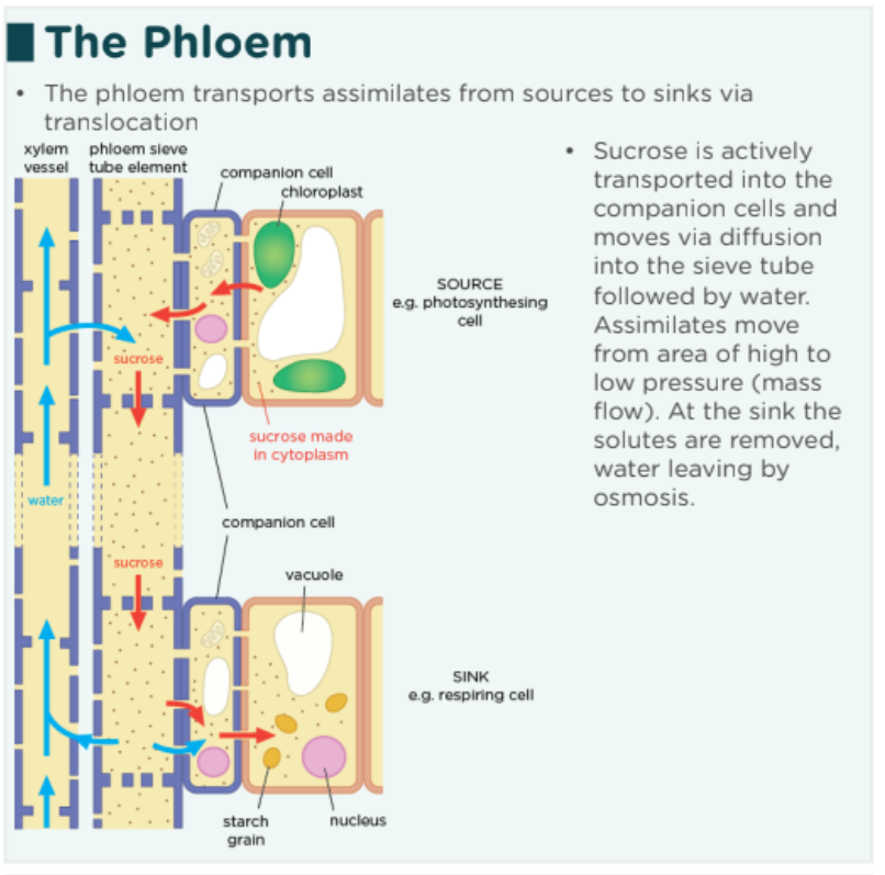 <p><strong>PHLOEM LOADING</strong></p><div data-type="horizontalRule"><hr></div><ul><li><p>glucose converted into assimilate/ sucrose in photosynthesising cells</p></li><li><p>apoplast route</p></li><li><p>active process</p></li><li><p>protein pump in companion cell membrane</p></li><li><p>H+ ion concentration gradient</p></li><li><p>co-transport of H+ and sucrose into companion cell</p><ul><li><p>active transport of sucrose</p></li></ul></li><li><p>structural adaptations of companion cell e.g.</p><ul><li><p>many mitochondria (to provide ATP for active transport)</p></li><li><p>large surface area of cell membrane</p></li></ul></li><li><p><strong>passive loading into sieve tube elements via symplast route</strong></p><ul><li><p><strong>diffusion through plasmodesmata</strong></p></li></ul></li><li><p>sucrose being actively loaded into sieve tube element decreases its water potential</p></li><li><p>→ water enters phloem by osmosis from xylem/ surrounding cells</p></li><li><p>→ increasing hydrostatic pressure at source end</p></li></ul><p><strong>MASS FLOW</strong></p><div data-type="horizontalRule"><hr></div><ul><li><p>hydrostatic pressure gradient from source to sink</p></li><li><p>→ transport of sucrose from source to sink</p></li></ul><p><strong>PHLOEM UNLOADING</strong></p><div data-type="horizontalRule"><hr></div><ul><li><p><u>diffusion</u> of sucrose from phloem to surrounding cells</p><ul><li><p>wherever cells need sucrose/ glucose</p></li></ul></li><li><p>→ increases water potential of phloem</p></li><li><p>→ water leaves phloem into xylem by osmosis</p></li><li><p>→ decreasing hydrostatic pressure</p></li><li><p>sucrose → glucose → respiration</p></li><li><p>glucose→ starch for storage</p></li><li><p>concentration gradient maintained between phloem &amp; cells at sink end</p></li></ul><p></p>