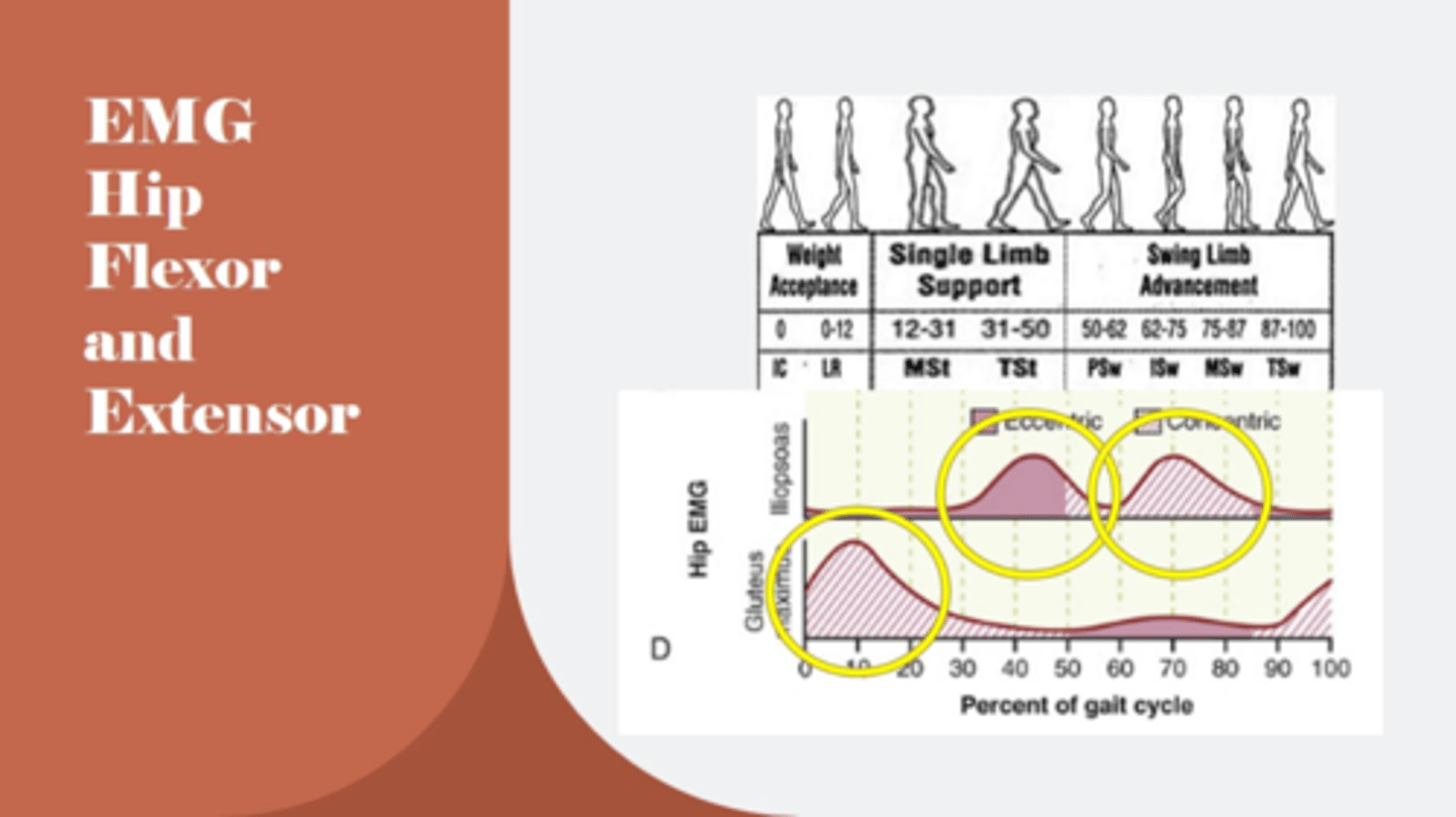 <p>Primarily iliopsoas, but assisted by rectus femoris - become ECCENTRICALLY active before toe off</p><p>Active only in the first half of swing phase, second half of swing is the result of forward momentum of the thigh</p><p>Key roles - advance the LE forward during swing and lift the LE to allow for toe clearance during swing</p>