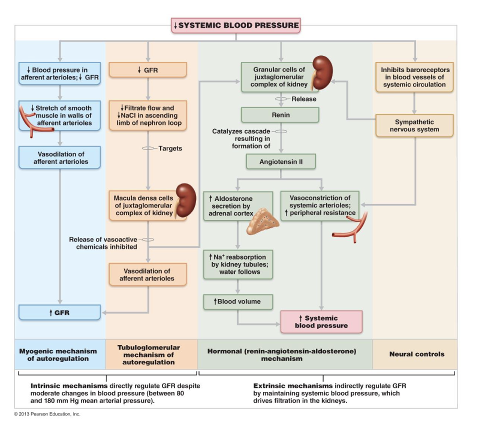 <p>• Three pathways to renin release by granular cells</p><p>• <strong>Direct stimulation</strong> of granular cells by sympathetic nervous system</p><p>Ch 25 review sheet BIO163</p><p>• Stimulation by activated <strong>macula densa cells </strong>when filtrate NaCl concentration</p><p>low</p><p>• <strong>Reduced stretch</strong> of granular cells</p><p>• See below for effects!! &gt;&gt; raises blood volume and pressure</p>