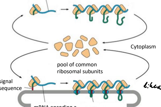 <p>Free Ribosome </p>