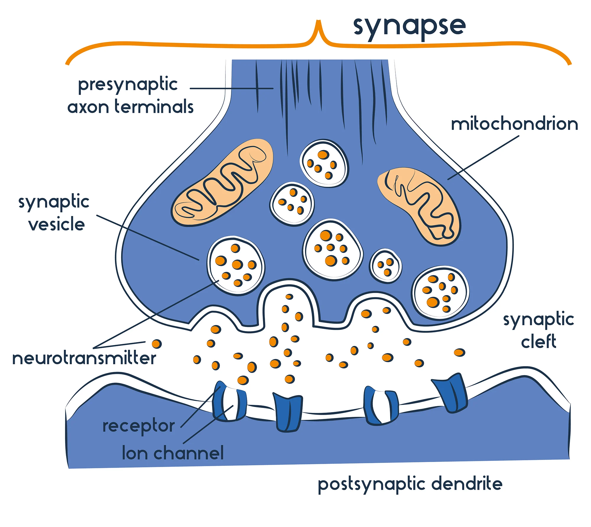 <p>The junction between 2 neurons or a neuron and a muscle cell. </p>