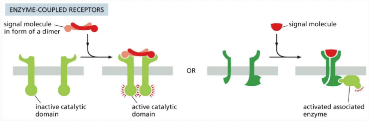 <p><span><u>Enzyme-coupled receptors </u>= can act as enzymes themselves once activated or associate and activate with enzymes intracellularly&nbsp;</span></p>