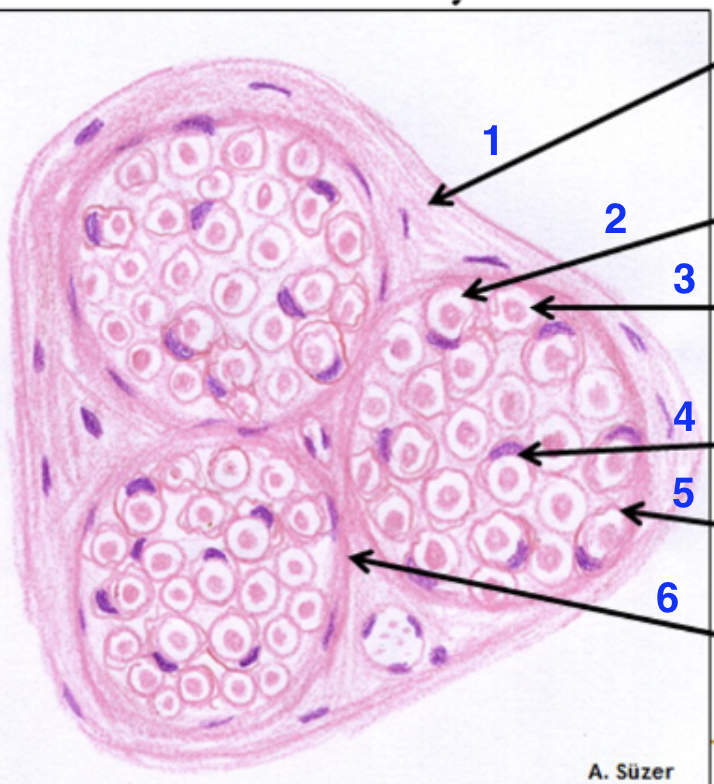 <p>5?</p>