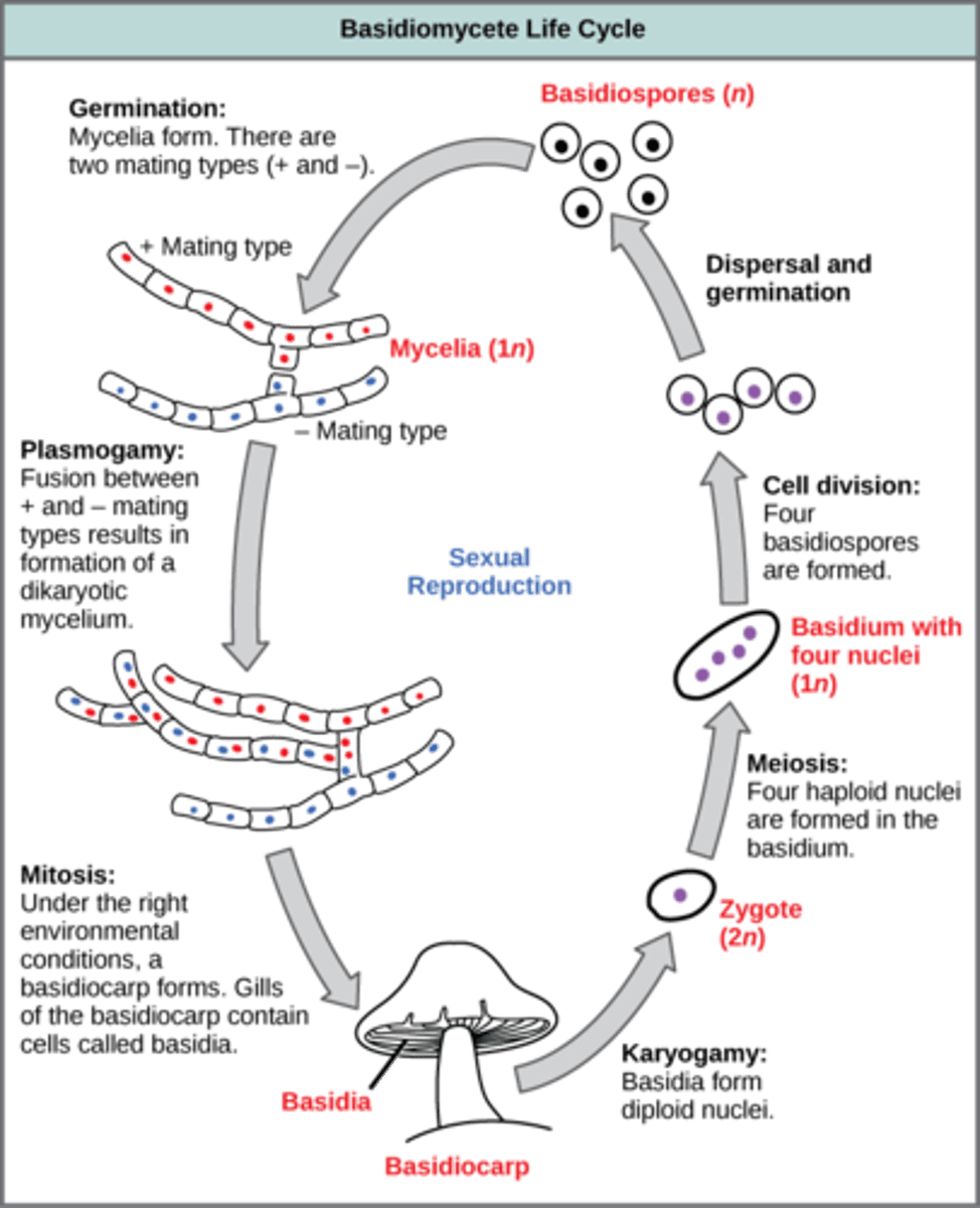 <p>4 haploid basidiospores</p>