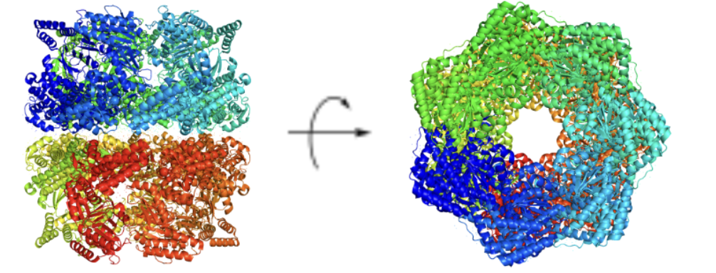 <p>Primarily found in bacteria (E. coli)</p><p>• Aids in protein folding for about ~15% cytosolic E. coli proteins</p><p>• Belongs to the Group I chaperonine family</p>