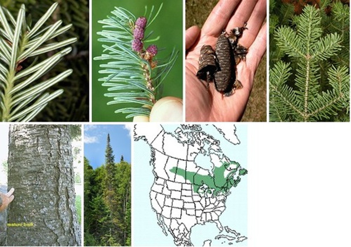 <p>- needles: short, curved up, space between them</p><p>- Twigs: can see resinous areas at all branching points, piny wood smell</p><p>- buds: waxy and purple.</p><p>- Cones: small, purple/black, resinous, smooth scales.</p>