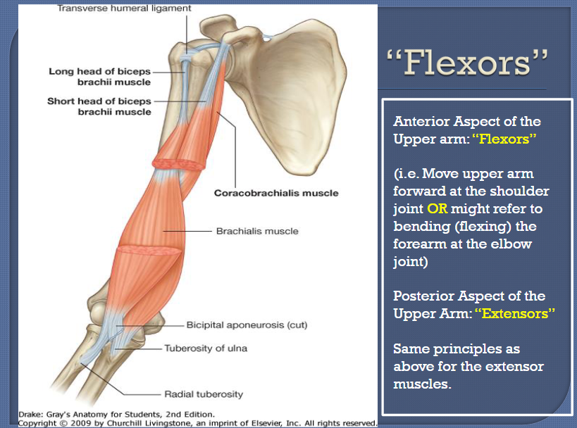 <ul><li><p>Flexors = muscles that cause flexion</p></li><li><p>Extensors = muscles that cause extension</p></li></ul><p>Upper arm flexors:</p><ul><li><p>Coracobrachialis</p></li><li><p>Anterior deltoid</p></li><li><p>Biceps brachii</p></li><li><p>Pectoralis major</p></li></ul><p>Elbow flexors:</p><ul><li><p>Biceps brachii</p></li><li><p>Brachialis</p></li><li><p>Brachioradialis</p></li><li><p>Pronator teres (weak flexor)</p></li></ul><p></p>