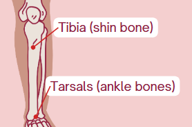 <p>Ankle bones</p>