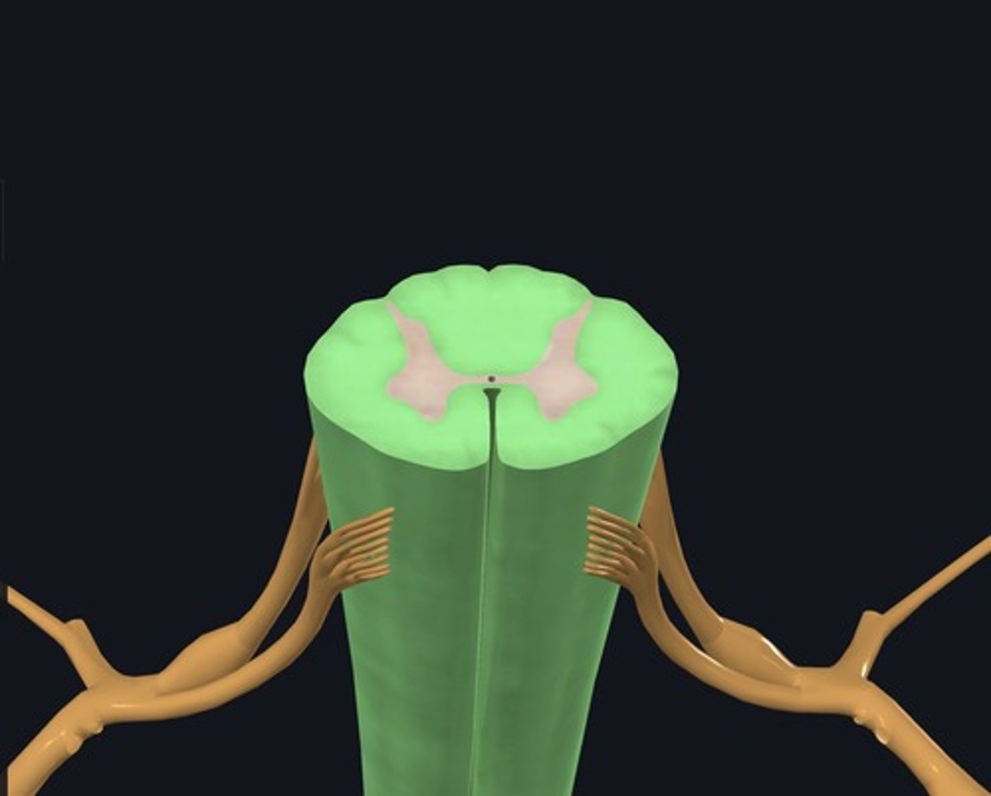 <p>Name the portion of this structure highlighted green.</p>